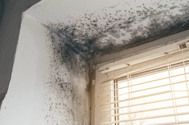 Affordable Commercial Mold Remediation solutions in Crapo, MD